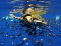 Olive Ridley Sea Turtle