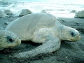 Olive Ridley Sea Turtle