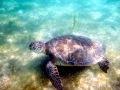 Olive Ridley Sea Turtle