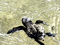 Olive Ridley Sea Turtle