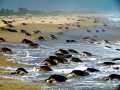 Olive Ridley Sea Turtle