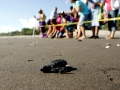 Olive Ridley Sea Turtle