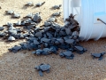 Olive Ridley Sea Turtle