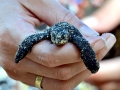 Olive Ridley Sea Turtle