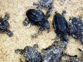 Olive Ridley Sea Turtle