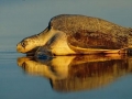 Olive Ridley Sea Turtle