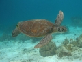 Olive Ridley Sea Turtle