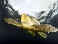Olive Ridley Sea Turtle