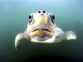 Olive Ridley Sea Turtle