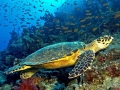 Olive Ridley Sea Turtle