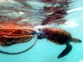 Olive Ridley Sea Turtle