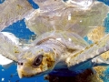 Olive Ridley Sea Turtle