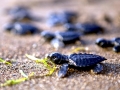 Olive Ridley Sea Turtle