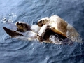 Olive Ridley Sea Turtle