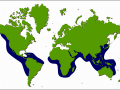 Olive Ridley Sea Turtle
