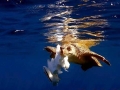 Olive Ridley Sea Turtle