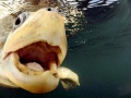 Olive Ridley Sea Turtle