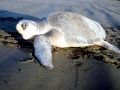 Olive Ridley Sea Turtle