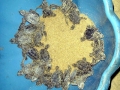 Olive Ridley Sea Turtle