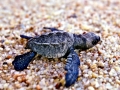 Olive Ridley Sea Turtle