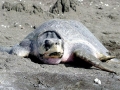 Olive Ridley Sea Turtle