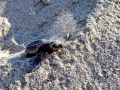 Olive Ridley Sea Turtle