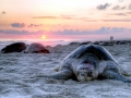 Olive Ridley Sea Turtle