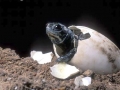 Olive Ridley Sea Turtle