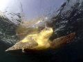 Olive Ridley Sea Turtle