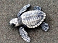 Olive Ridley Sea Turtle