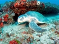 Olive Ridley Sea Turtle