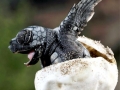 Olive Ridley Sea Turtle