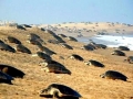 Olive Ridley Sea Turtle