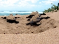 Olive Ridley Sea Turtle