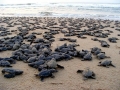 Olive Ridley Sea Turtle