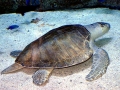 Olive Ridley Sea Turtle