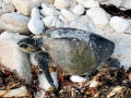 Olive Ridley Sea Turtle