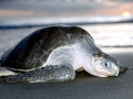 Olive Ridley Sea Turtle