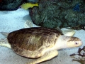 Olive Ridley Sea Turtle