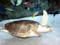 Olive Ridley Sea Turtle