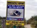 Olive Ridley Sea Turtle