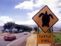 Olive Ridley Sea Turtle