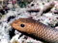 Olive Sea Snake