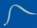 Olive Sea Snake