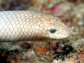 Olive Sea Snake