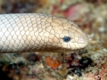 Olive Sea Snake