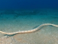 Olive Sea Snake