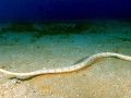 Olive Sea Snake