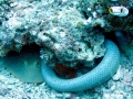 Olive Sea Snake