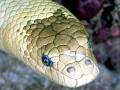 Olive Sea Snake